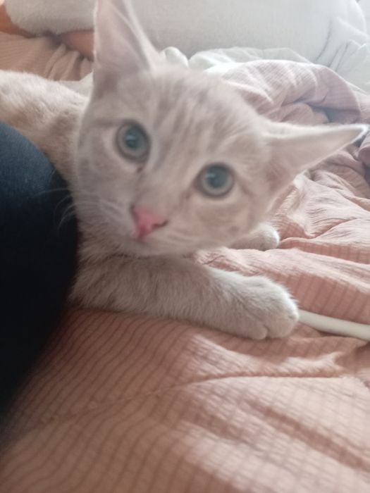 Отдаём кота, нашли ошейник нету