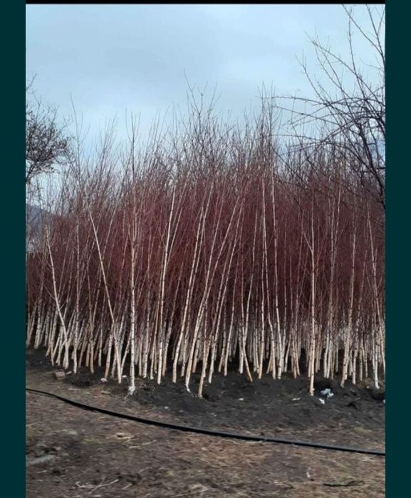 Vindem mesteacan tei frumos mirositor