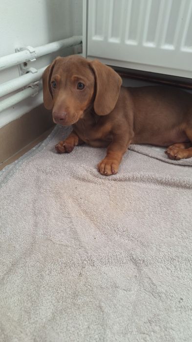 Mascul teckel (dachshund smooth hair)