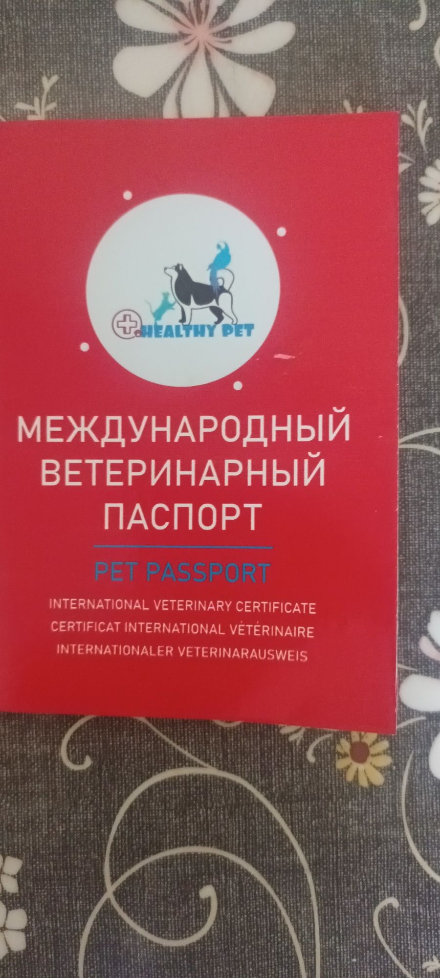 Срочно продаю канадского сфинкса(девочка)
