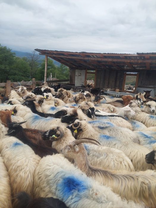 Vand 100 oi !!! Din 250