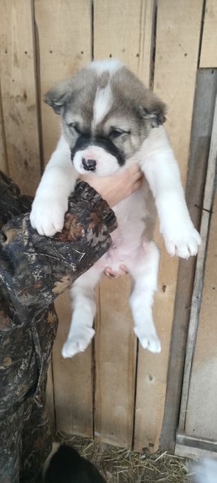 Щенок среднеазиатской овчарки