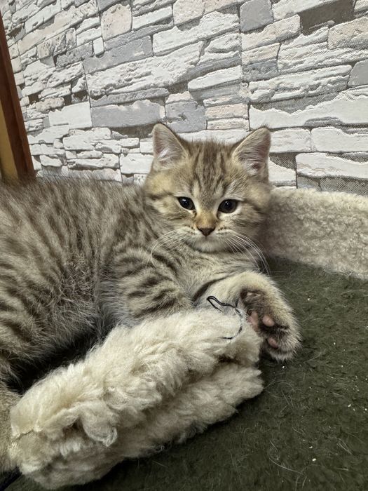 Продаются британские котятя