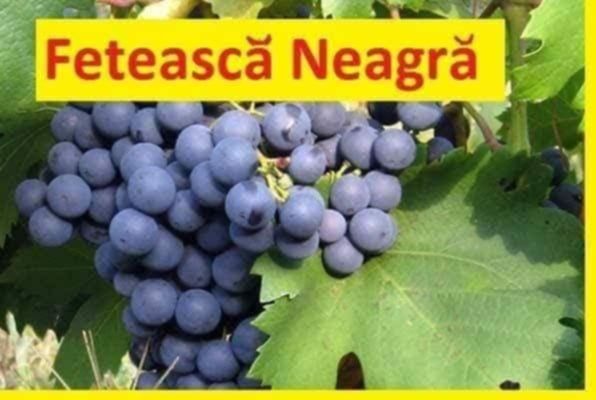 Butasi vita de vie altoita și hibrid