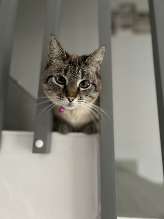 Donez pisică adultă