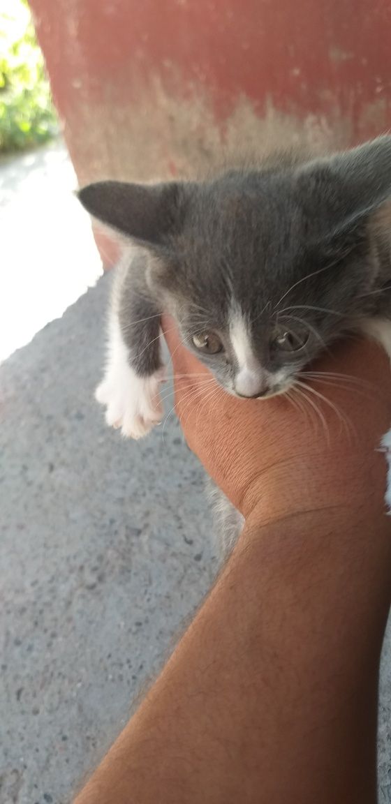 Продаётся кошки обученный