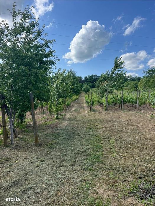 Reco Teren Cu Pivnita In Petreu