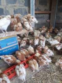 Продам цыплят ломан браун несушки Цыплята домашние порода разные звони