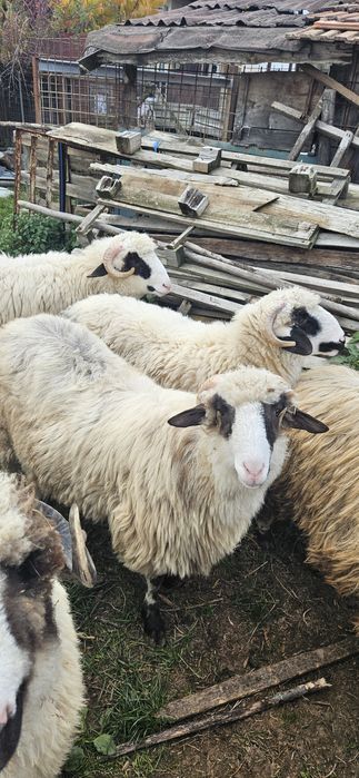 Vând miei berbecuți și miele