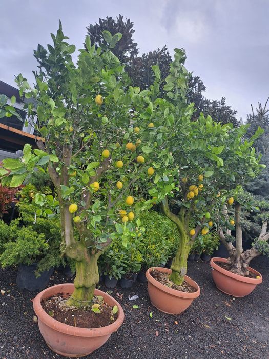 Spiral Tuia PonPon Magnolia Grandiflora Palmier Trachycarpus mesteacan