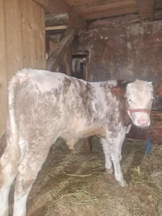 Tăuraș belgian de 4 luni .