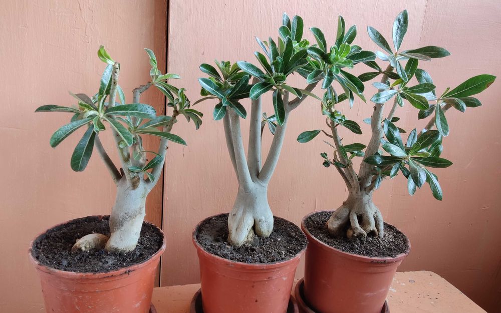 Комнатный цветок адениум