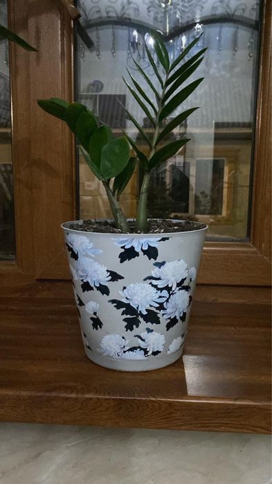 Комнатные растение