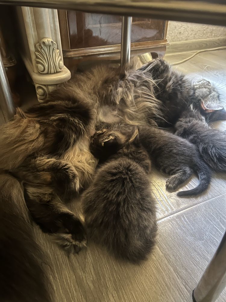 Котята. Мама Мейн кунь.