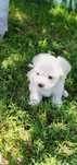 Puiuț bichon maltez