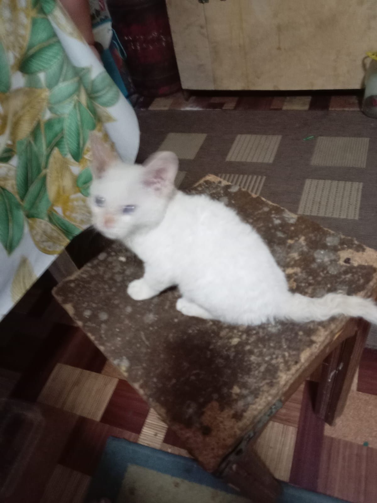Бесплатно отдам котёнка