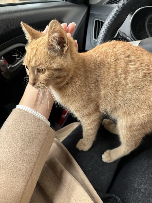 Кошка девочка очень умная 4 месяца