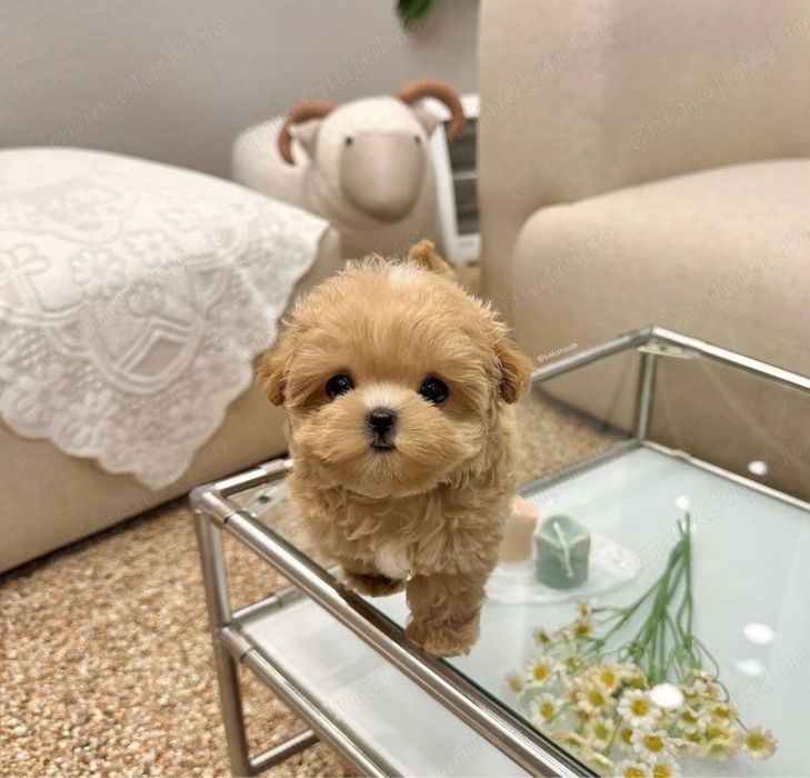 Maltipoo Mini Toy