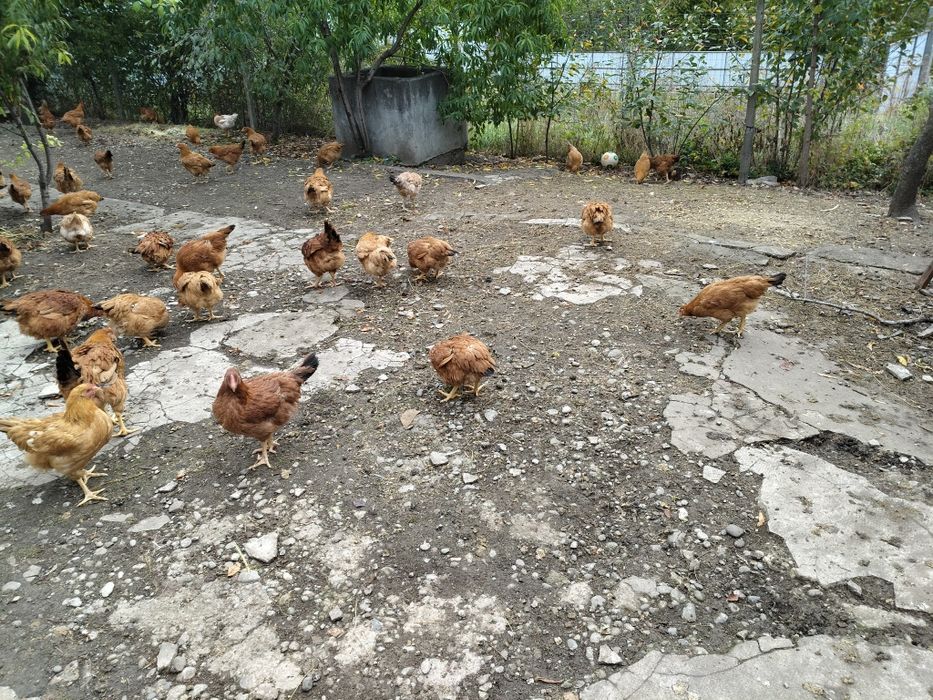 Vang gaini tinere rasa mixta