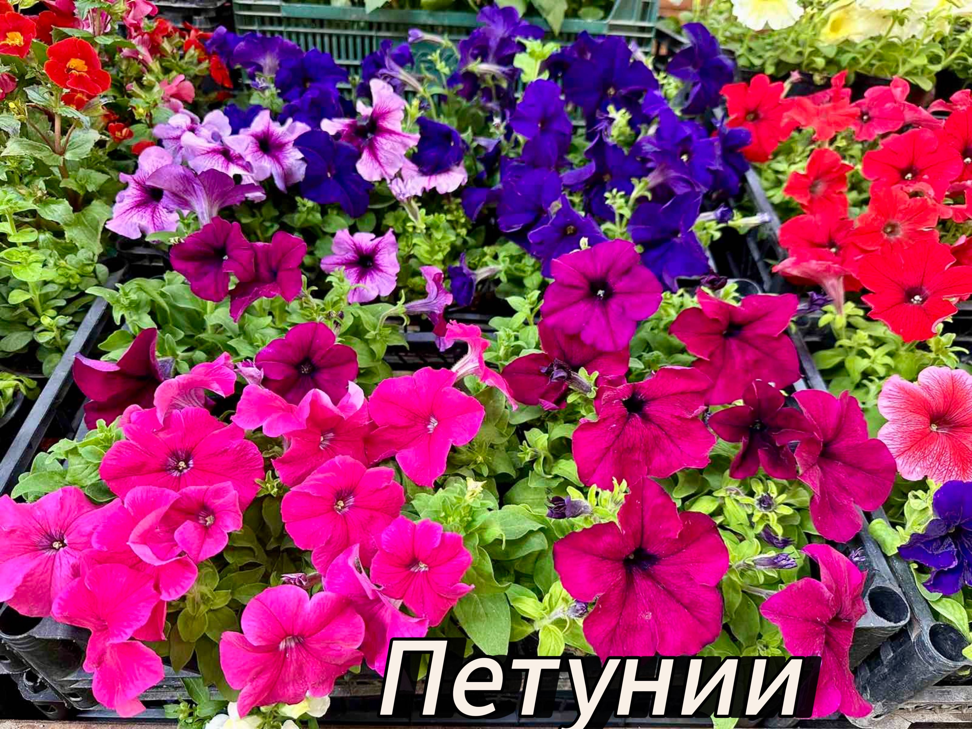 Цветя от производител на едро и дребно