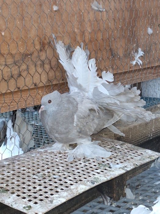 Porumbei rotați și Voltați indieni