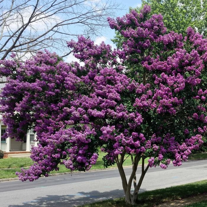 Liliac indian superb