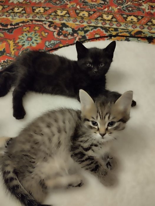 Шикарные котята! Чистые, домашние, красивые! В добрые руки