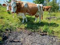 Vaca și vițel   de 2 luni