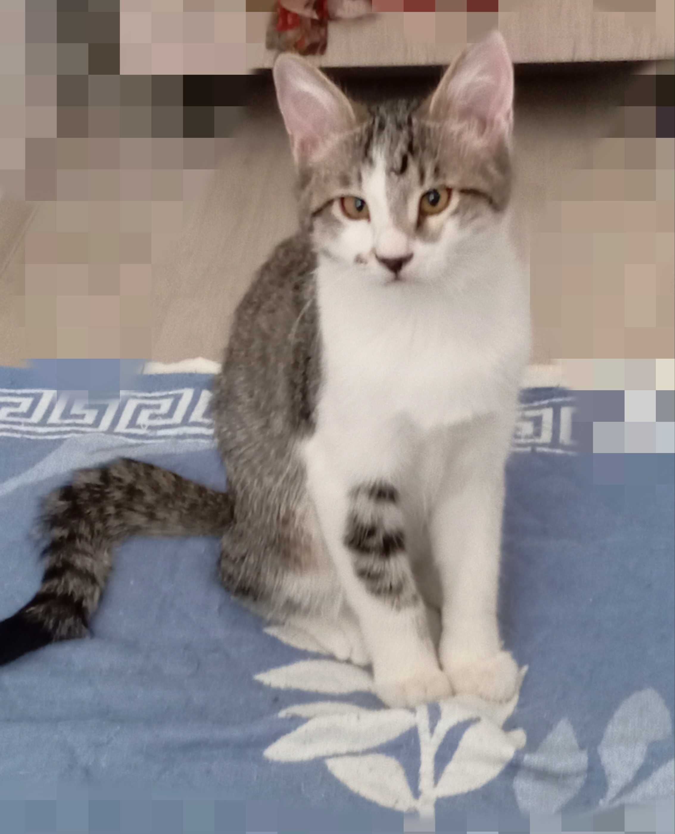 Charismatic Kitten, 3,5 мес., 
активный, игривый, лоток +.