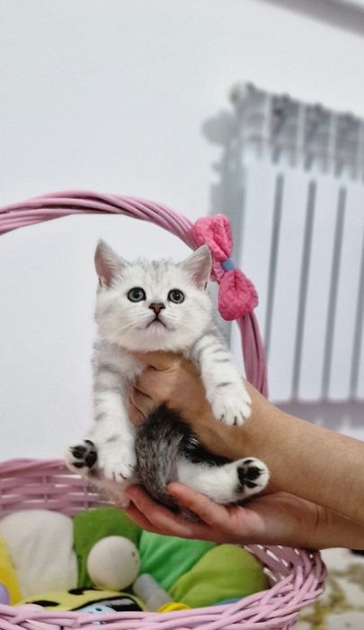 Мушук зотдор  кошка  котёнок