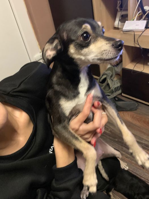 Кученца между пинчер и мопс