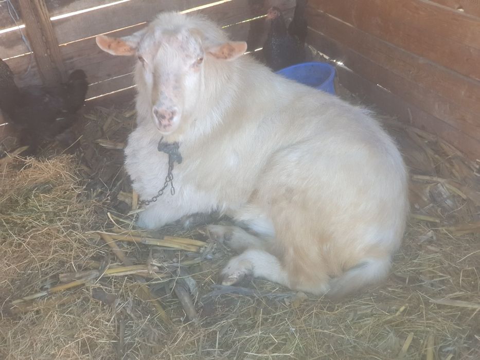 Țap de rasa de vanzare