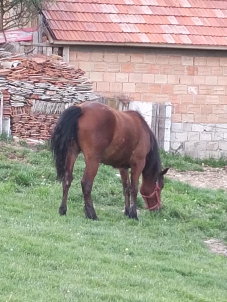 Vand noatina face 2 ani în iulie