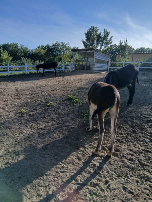 Magar 2 ani, Magatita gestanta de 2 ani si magarita 1 an.