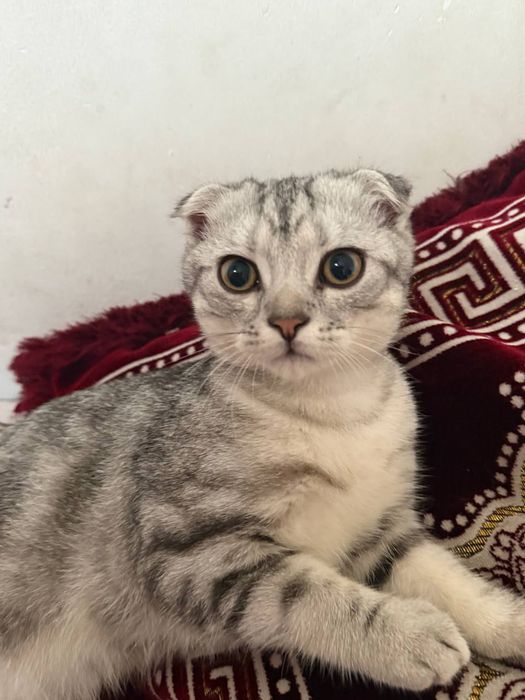 Вислоухий шиншила серебристый окрас