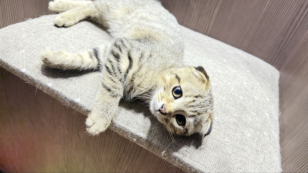 Вислоухий котёнок