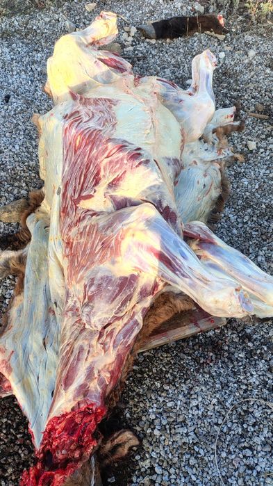 Қасапшы 12 жіліктеу