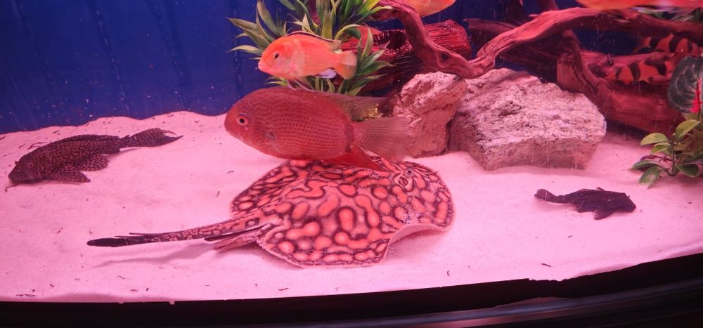 Пресноводный скат