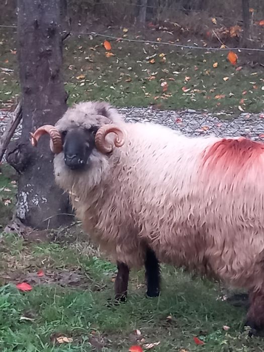 Vând berbec stramior