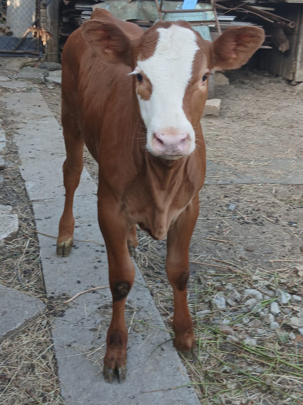 Vând vitea angus de 4 luni