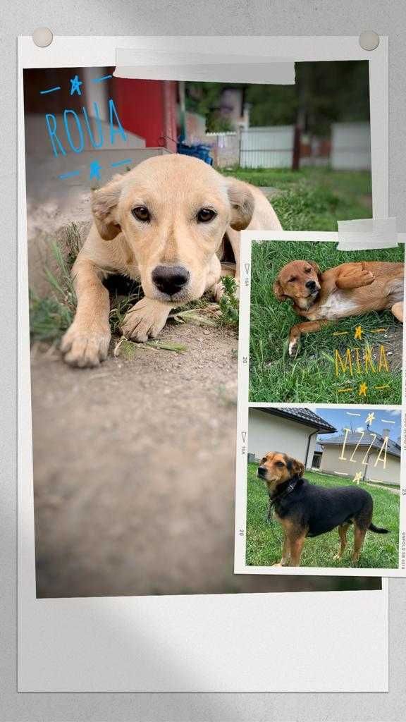 4 Cățelușe foarte prietenoase spre Adopție