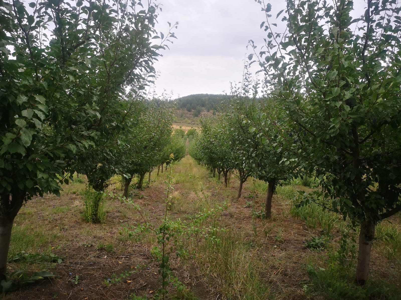 Vand livada cu varsta de 6 ani - 2.35ha