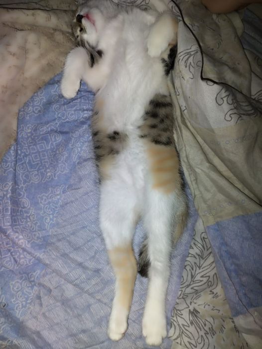 Отдам кошку в хорошие руки