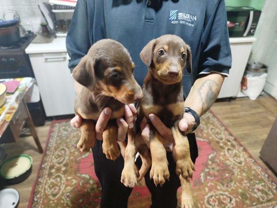 Американский+ европейский доберманы