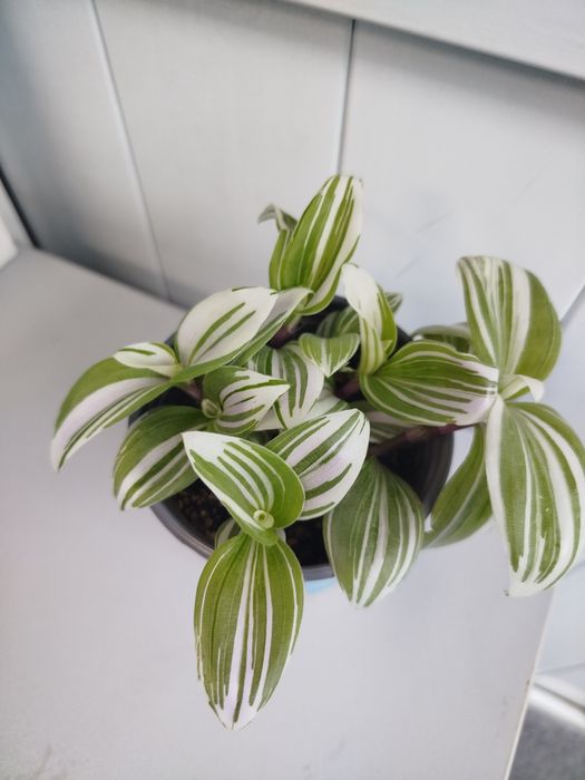 Продам  традесканцию