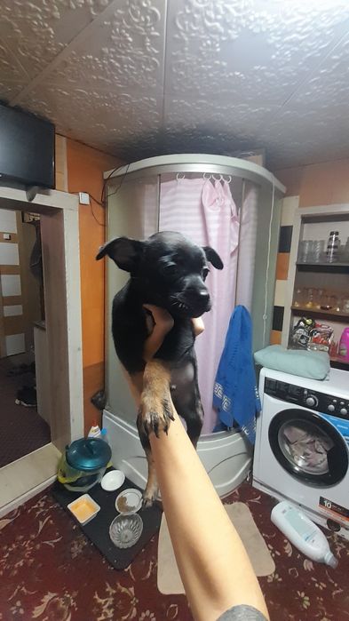 Щенок тойтерьера продам