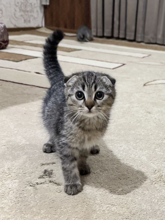 Кошки скотиш фолд + британский