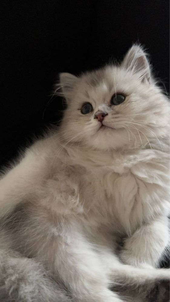 Котенок 2 месяца породы серебристая шиншила