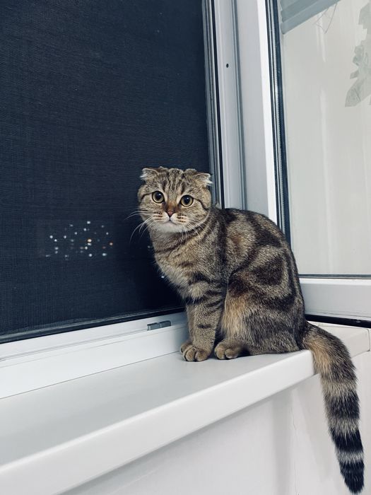 Продается кошка породистая