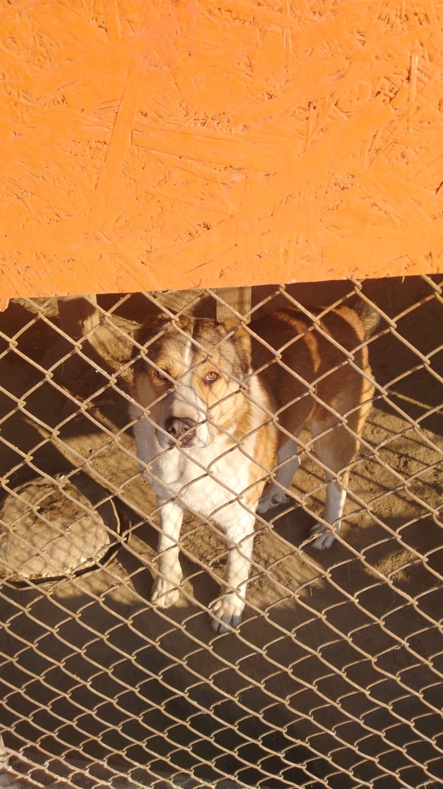 Приют для собак и кошек помощь в пристройстве